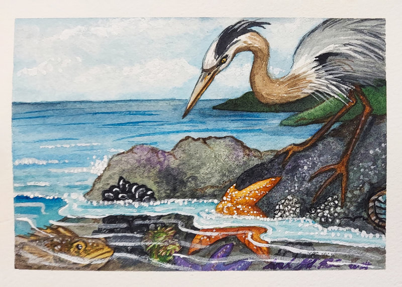 sara silverman-pucci, watercolors, paintings, illustrations, ecosystems